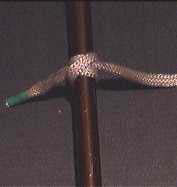 Clove Hitch