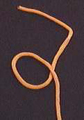 Overhand Knot